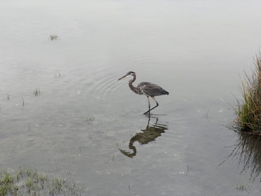 AINS - bird A heron wading in the shallows at Assateague Island National Seashore, with its reflection in the still water