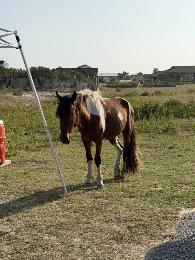 AISP - horse in campsite - billy bob Billy Bob, a wild Assateague stallion, standing alone in a campsite