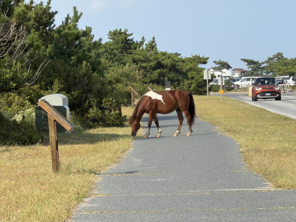 AISP - horse on walking path A wild Assateague horse grazing beside the paved path, with the roadway and parked cars behind