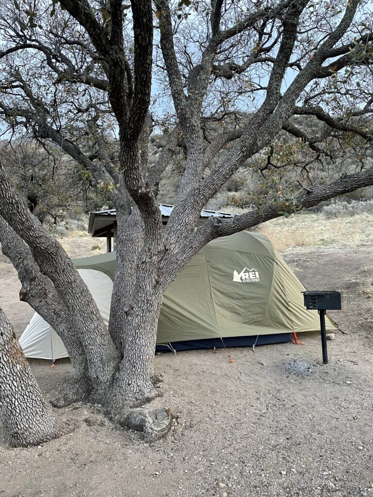 A tent pitched under a bare tree at a tiered site in Aguirre Spring campground