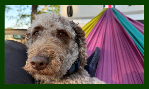 Photo of goldendoodle in a hammock