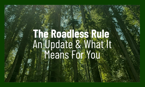 E82 - Website Photo of trees in the forest with the episode title written on top of it