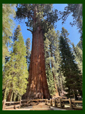 Episode 30 - Website header image - Sequoia & Kings Canyon National Parks
