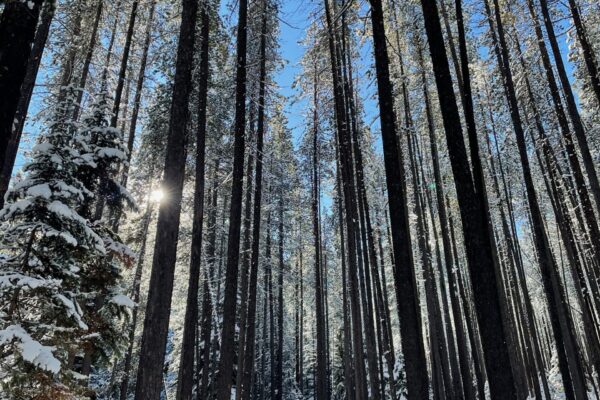 Lava Lake Trail, Gallatin National Forest Tall pine trees with a blanket of snow on Lava Lake Trail in Gallatin National Forest