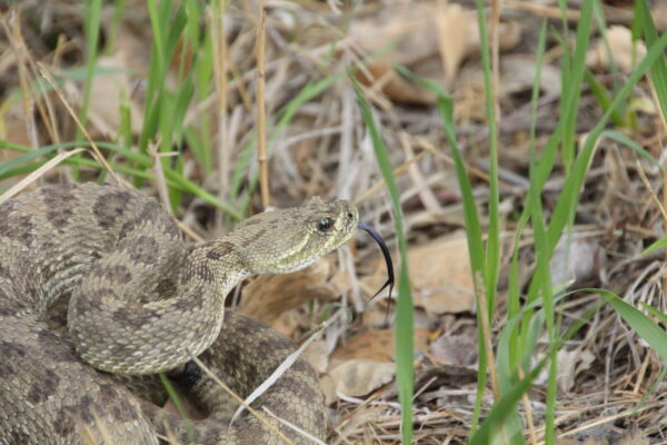 Rattlesnake Theodore Roosevelt National Park