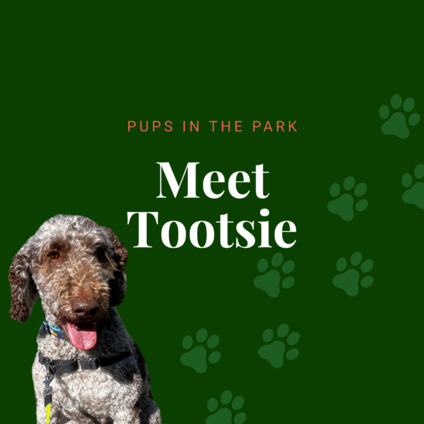 Meet Tootsie - Feature Image