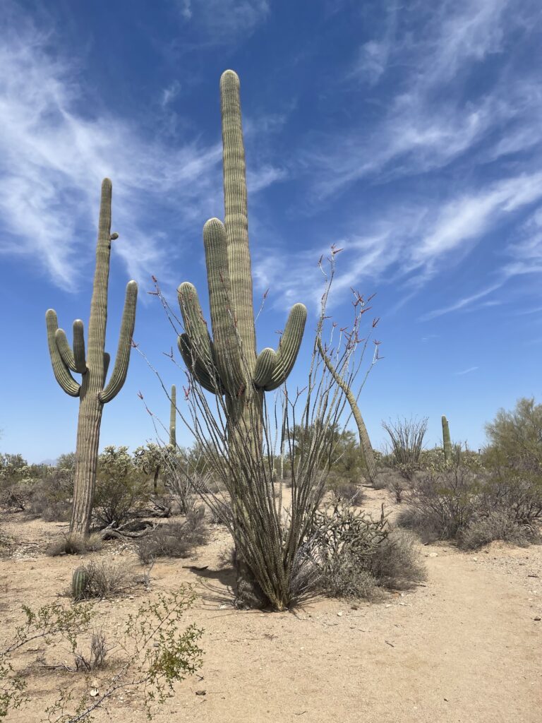 SAGNP - 2 cactus A multi-armed saguaro cactus against a blue sky in Saguaro National Park, Arizona