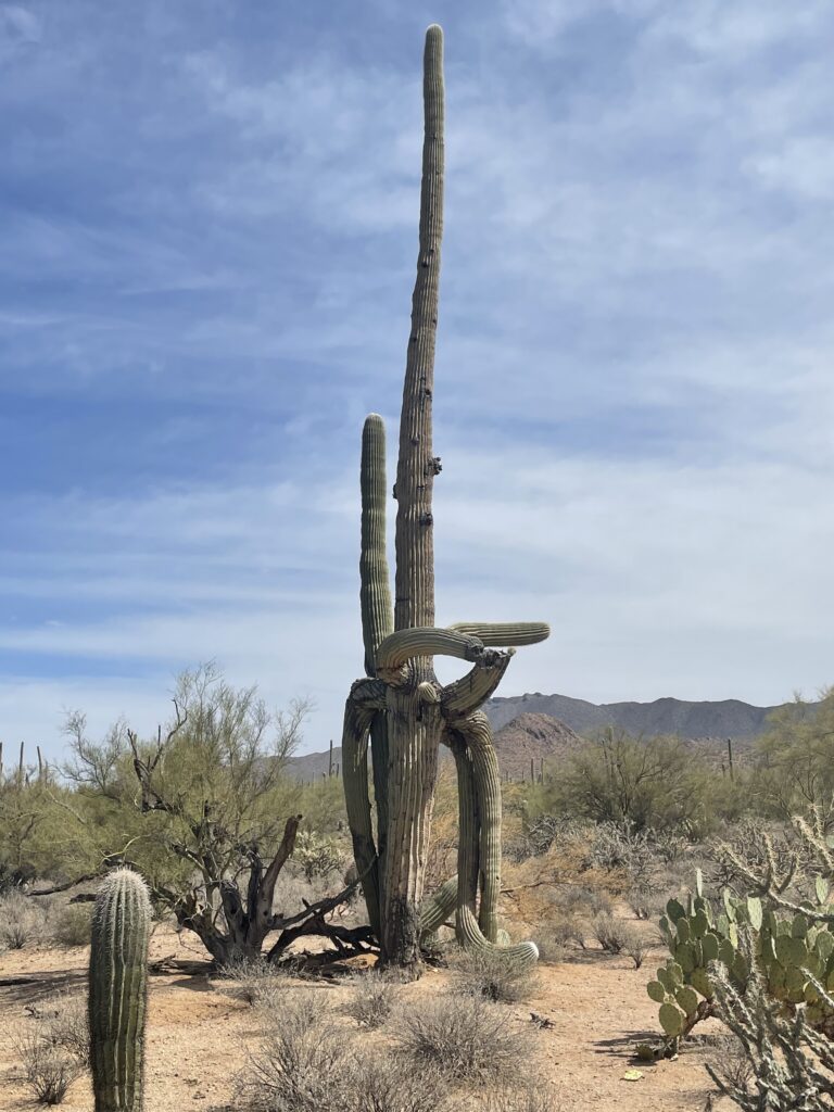 SAGNP - cactus A tall saguaro with a single curving arm in the Rincon Mountain District of Saguaro National Park