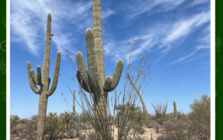 Saguaro cacti standing together under a bright Arizona sky in Saguaro National Park