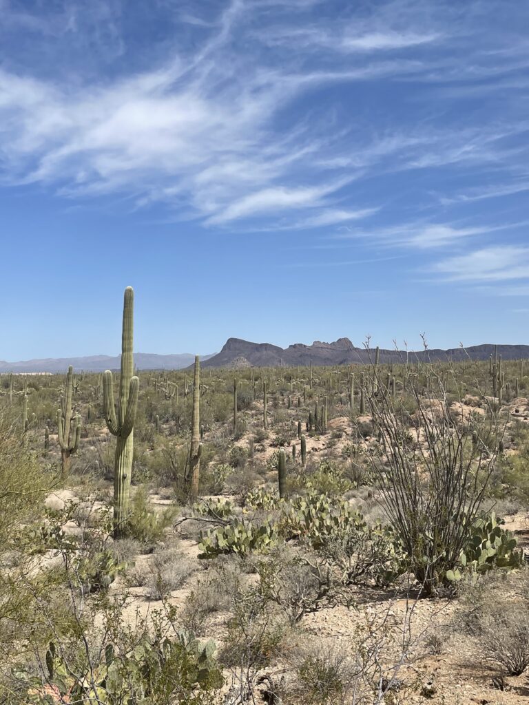 SAGNP - landscape Saguaro cacti spread across the desert floor with the Rincon Mountains behind, Saguaro National Park