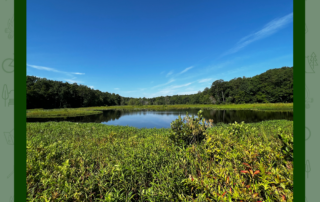 Photo of lake at Pocahontas State Park