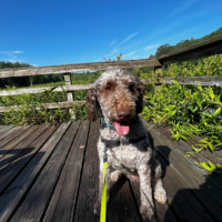 Tootsie - featured image