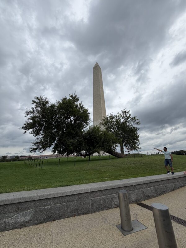 WAM - monument nad tree The leaning mulberry tree on the Washington Monument grounds with the full obelisk rising behind it under grey cloud