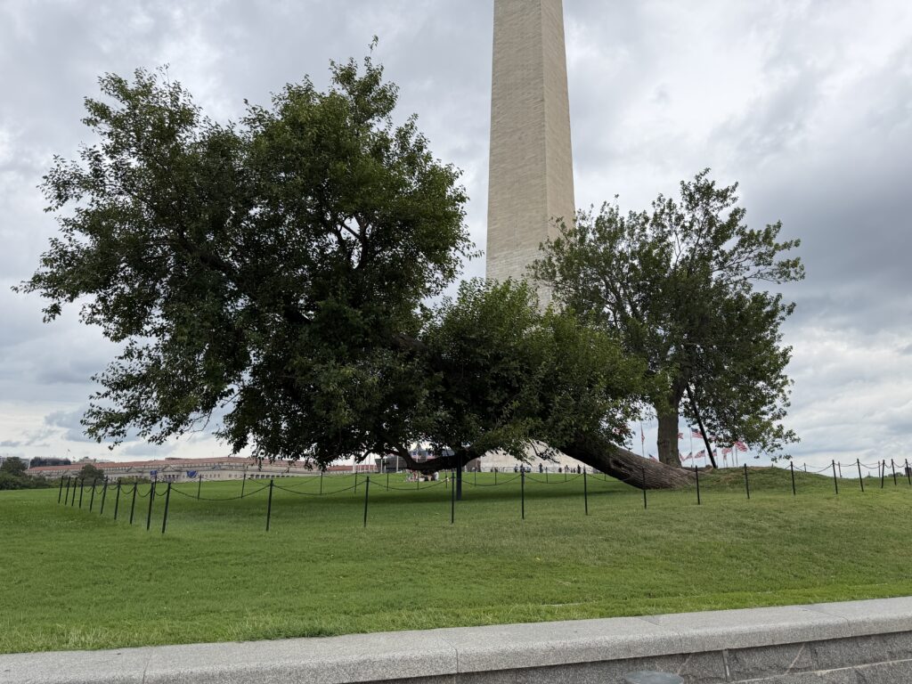 WAM - tree The leaning white mulberry at the base of the Washington Monument, its low branches spreading out over the grass