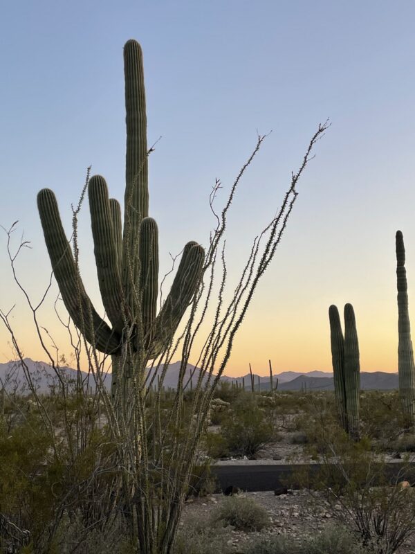 opnm - cactus at sunset A cactus in the foreground as the sun sets over Organ Pipe Cactus National Monument