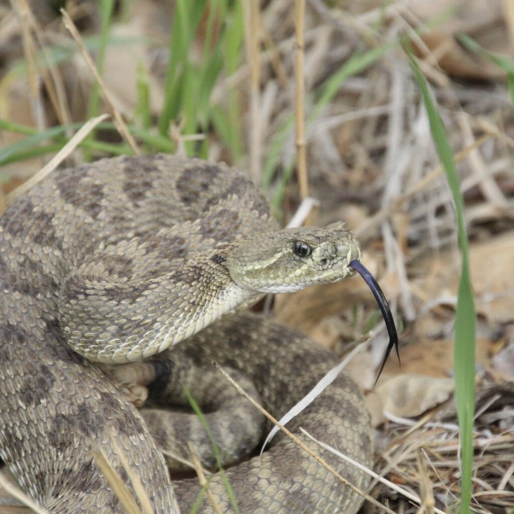 trnp-rattlesnake A rattlesnake coiled in dry grass with its tongue extended, Theodore Roosevelt National Park